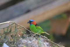 Tangara cyanocephala