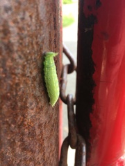 Asterocampa celtis celtis