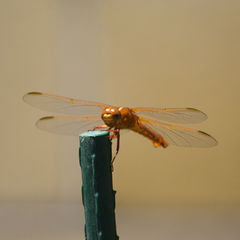 Libellula croceipennis