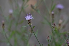 Centaurea ×psammogena