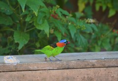 Tangara cyanocephala