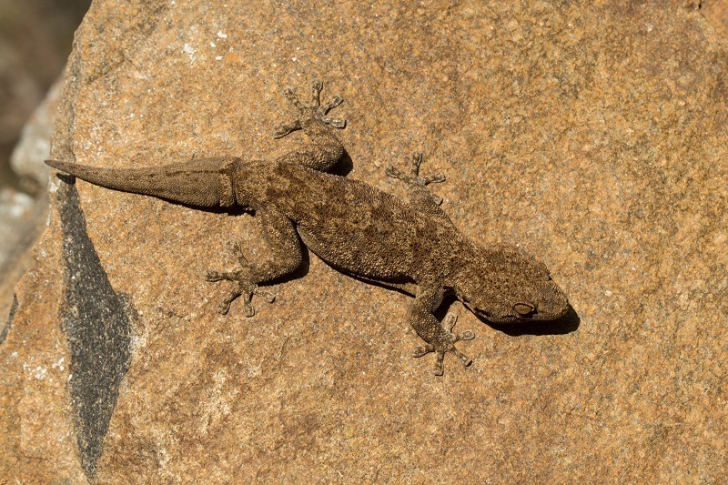 Thin-Skinned Gecko