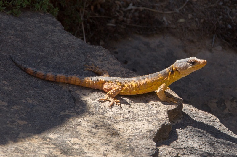 Cape Crag Lizard