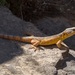 Nuweveldberg Crag Lizard - Photo (c) dhfischer, some rights reserved (CC BY-NC), uploaded by dhfischer