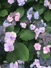 Hydrangea