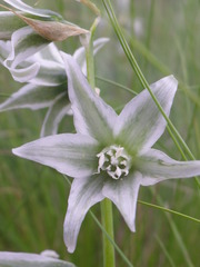 Ornithogalum boucheanum