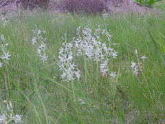 Ornithogalum boucheanum