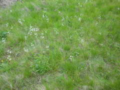 Ornithogalum boucheanum
