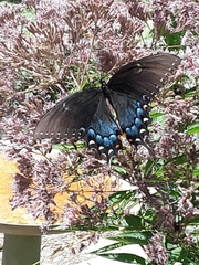 Papilio glaucus