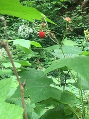 Rubus parviflorus