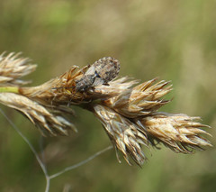 Nithecus jacobaeae