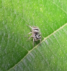 Phintella vittata