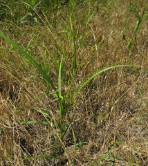 Carex frankii