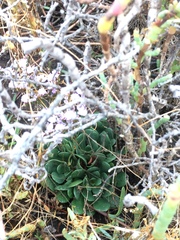 Limonium duriusculum