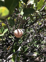 Andricus vacciniifoliae