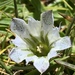 Alpine Gentian - Photo (c) grnleaf, some rights reserved (CC BY-NC)