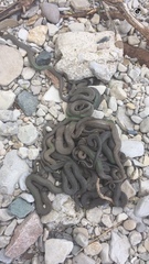 Nerodia sipedon insularum