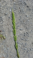 Equisetum palustre