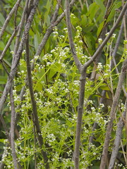 Galium asprellum