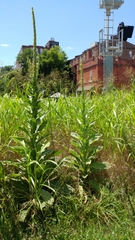Verbascum thapsus
