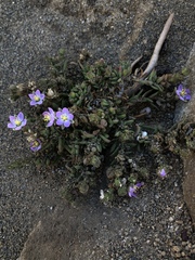 Spergularia macrotheca macrotheca