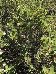 Quercus vacciniifolia