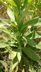 Verbascum thapsus