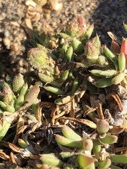 Spergularia macrotheca macrotheca