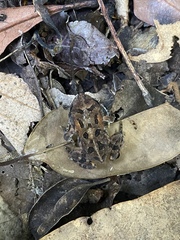 Anaxyrus terrestris