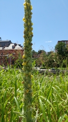 Verbascum thapsus