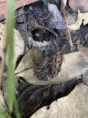 Anaxyrus terrestris