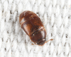 Colopterus truncatus