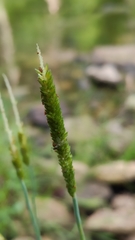 Alopecurus aequalis