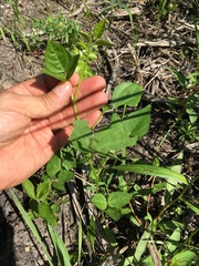 Phaseolus polystachios