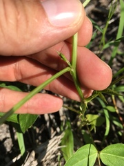 Phaseolus polystachios