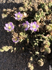Spergularia macrotheca macrotheca