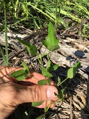 Phaseolus polystachios