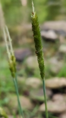 Alopecurus aequalis