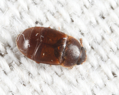 Colopterus truncatus