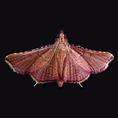 Endotricha minialis