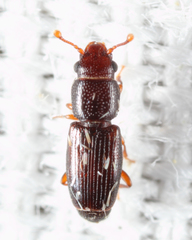 Bactridium striolatum