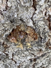 Dendroctonus