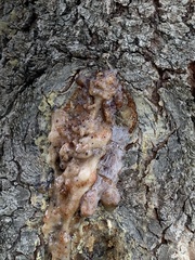 Dendroctonus
