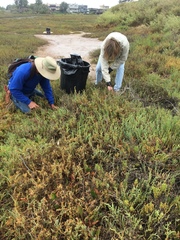 Limonium duriusculum