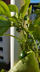 Polistes