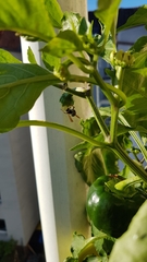 Polistes