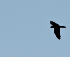 Falco peregrinus anatum