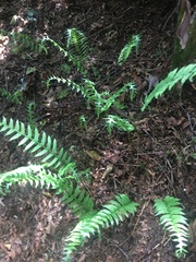 Polypodium glycyrrhiza