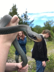 Coluber constrictor foxii