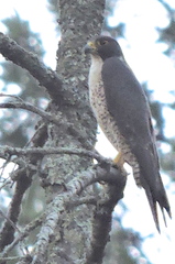 Falco peregrinus anatum